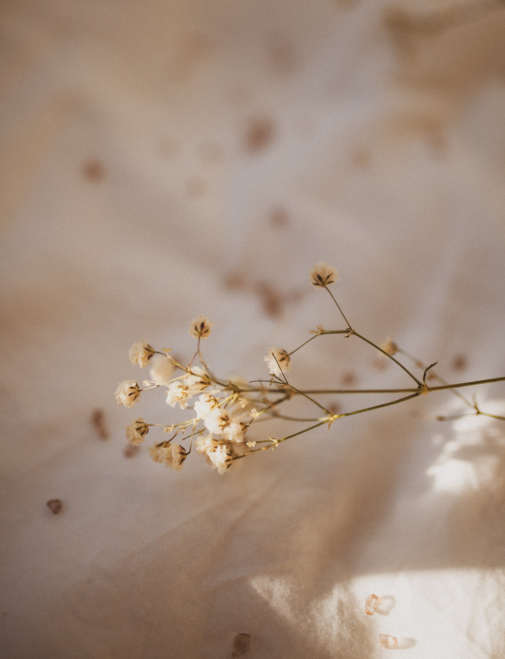 Flowers on Fabric